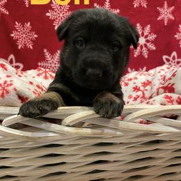 Bell- Girl 2 - German Shepherd puppy from Freedom Acres Farm
