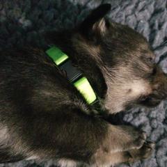 Swedish Vallhund Puppies from Windstorm dogs