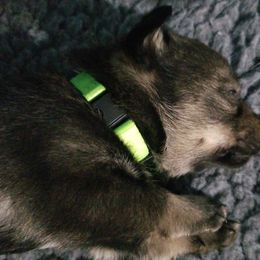 Swedish Vallhund Puppies from Windstorm dogs