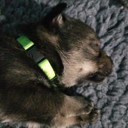 Swedish Vallhund Puppies from Windstorm dogs