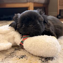 Beaver - Black and white male Shih Tzu puppy in Oxnard, California from California Shih Tzu