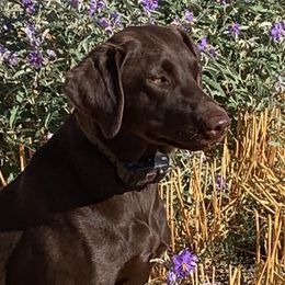 GIGI - Labrador Retriever