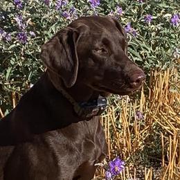 GIGI - Labrador Retriever
