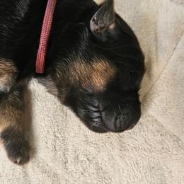 Burgundy - Black and red female German Shepherd puppy in Newaygo, Michigan from Sterley Shepherds