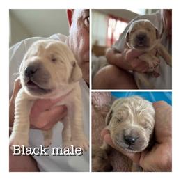 Black - Light golden male Golden Retriever puppy in Groveland, Florida from Daisy Lynn Goldens