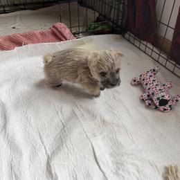 Boy 3 - male Cairn Terrier puppy in Terrebonne, Oregon from Central Oregon Cairn Terriers