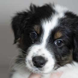 Boy 3 - male Australian Shepherd puppy in Grand Rapids, Michigan from Griffin Tides - Australian Shepherds