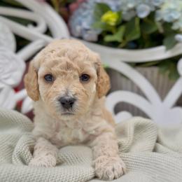 Spy - Apricot male Cavapoo puppy in Arlington, Texas from Van Haselen Poodles and Doodles