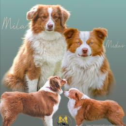 Miniature American Shepherd puppies from Alpine Tails