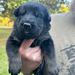 Purple collar girl - Bi-color female German Shepherd puppy in Lake City, Florida from Saylor Shepherds