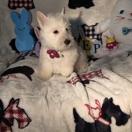 Lady - Wheaten female Scottish Terrier puppy in Peoria, Arizona from Duran's Scotties
