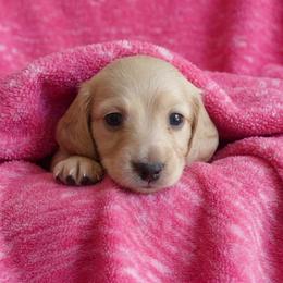 Blossom - Cream female Dachshund puppy in Plant City, Florida from Oakley's Dachshund Ranch