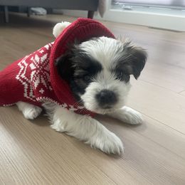 Boy 1 - Havanese puppy in Osceola, Indiana from LUV my HAVAMALT