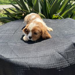 Cavalier King Charles Spaniel Puppies from Caveliers by Grace