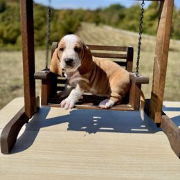 Penelope - Lemon and white female Basset Hound puppy in Bellaire, Ohio from Blessed Bassets