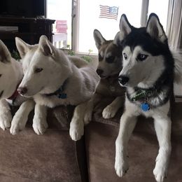Siberian Huskies from Von Reiser Kennel