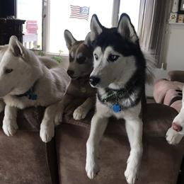 Siberian Huskies from Von Reiser Kennel