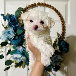 Sweet Pea - White female Maltese puppy in Homestead, Florida from Princess’s Maltese Palace