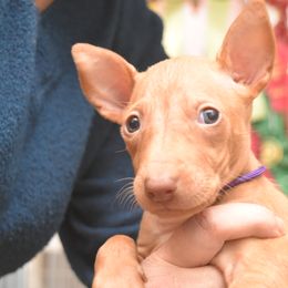 Z-Faro's Firefly Bounty Hunter "Jubal" - Pharaoh Hound puppy in Willamsville, New York from Z-Faro Kennels