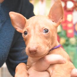 Z-Faro's Firefly Bounty Hunter "Jubal" - Pharaoh Hound puppy in Willamsville, New York from Z-Faro Kennels