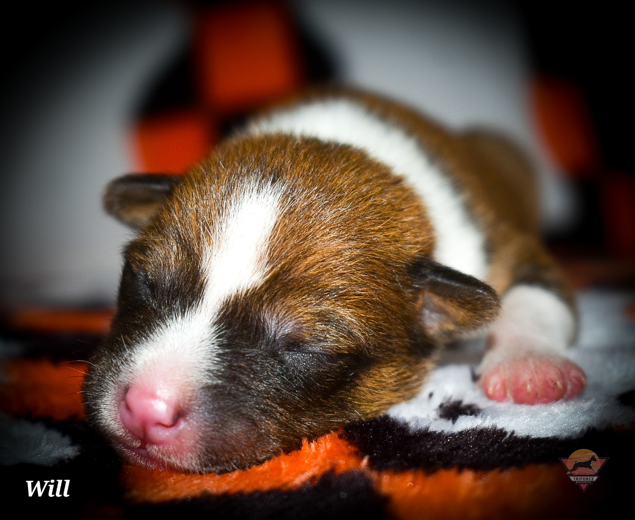 Will - Red and white male Basenji puppy in San Diego, California from Triforce Basenjis
