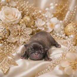 Platinum Boy - Black male Pug puppy in Tulsa, Oklahoma from Locust Creek Pugs