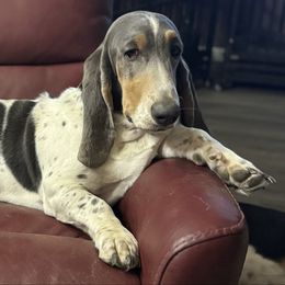 STORM - Basset Hound