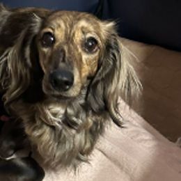 Dachshunds from Thompson's Prairie Pride