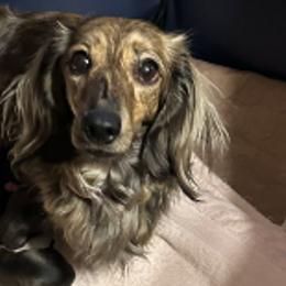 Dachshunds from Thompson's Prairie Pride