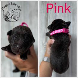 Pink - Chocolate female Labrador Retriever puppy in Ste. Genevieve, Missouri from Megans Labradors