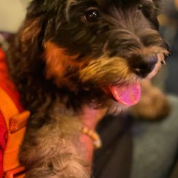 Bernedoodle Puppies from Orlando Bernedoodles