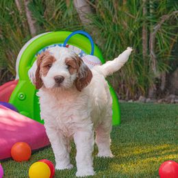 Goldendoodle Puppies from BFF Goldendoodles