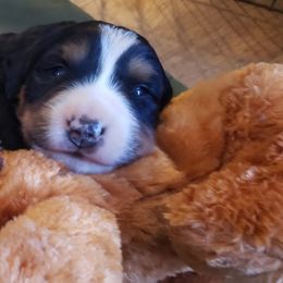 Bernese Mountain Dog Puppies from Stonebrook Gentle Giants