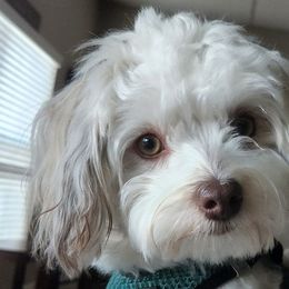 Havanese from Havanese Home Raised of Pensacola, FL