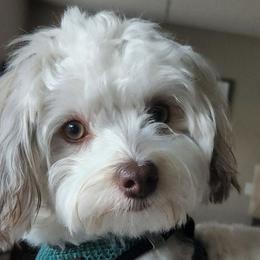 Havanese from Havanese Home Raised of Pensacola, FL