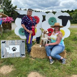 Esmi - Australian Shepherd