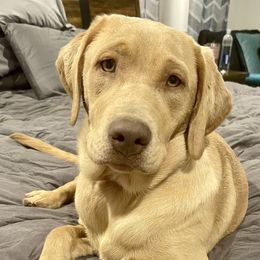 Reilly - Labrador Retriever