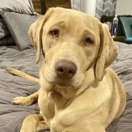 Reilly - Labrador Retriever