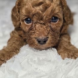 Gumdrop - Red male Cavapoo puppy in West Point, Mississippi from Golden Paws