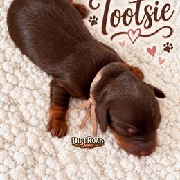 Tootsie - Chocolate and tan female Dachshund puppy in O'donnell, Texas from Dirt Road Doxies
