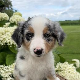 Ribeye - Blue merle male Australian Shepherd puppy in Raymond, Minnesota from Hawk Creek Farms