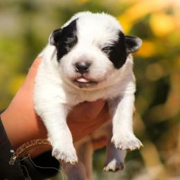 Brizo (AKC) true blue - Blue speckled female Australian Cattle Dog puppy in Marana, Arizona from Impact 3rd Australian Cattle Dogs