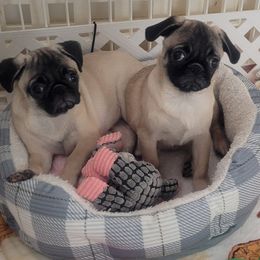 Pug puppies from Rick Barrera Pugs