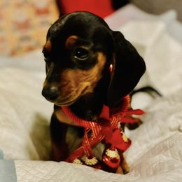 Dachshunds from Mini Dachshund Puppies