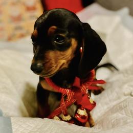 Dachshunds from Mini Dachshund Puppies