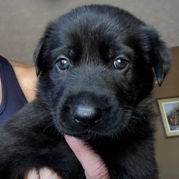 Pink girl - Black female German Shepherd puppy in Germantown, Ohio from TNT Pups