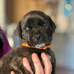 Orange-Yellow Collar - Brindle male Boerboel puppy in Wasilla, Alaska from Northland Boerboels