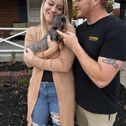 Dachshund and Miniature Australian Shepherd Puppies from Southern Charm Kennels
