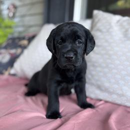 Bear - Black male Labrador Retriever puppy in Rocky Top, Tennessee from Rocky Top Retrievers