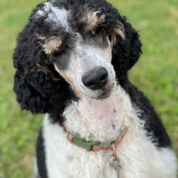 Spencer - Poodle